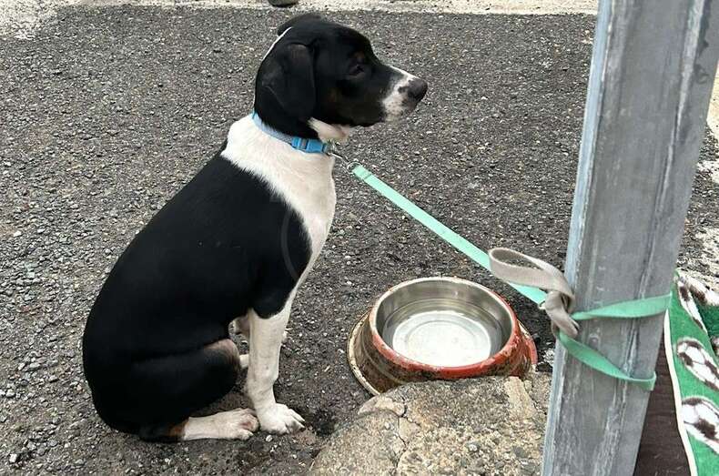 Imagen del animal encontrado/TA.